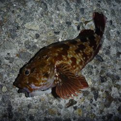 日没後に活性急上昇♪